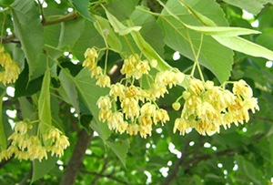 菩提樹の花